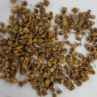 野菊花 统货 湖北