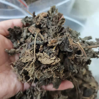 紫苏叶 统货 河北