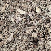紫苏叶 统 重庆